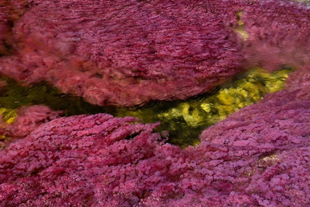 Những loại tảo sống dưới lòng sông đã tạo cho